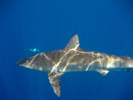 Shark