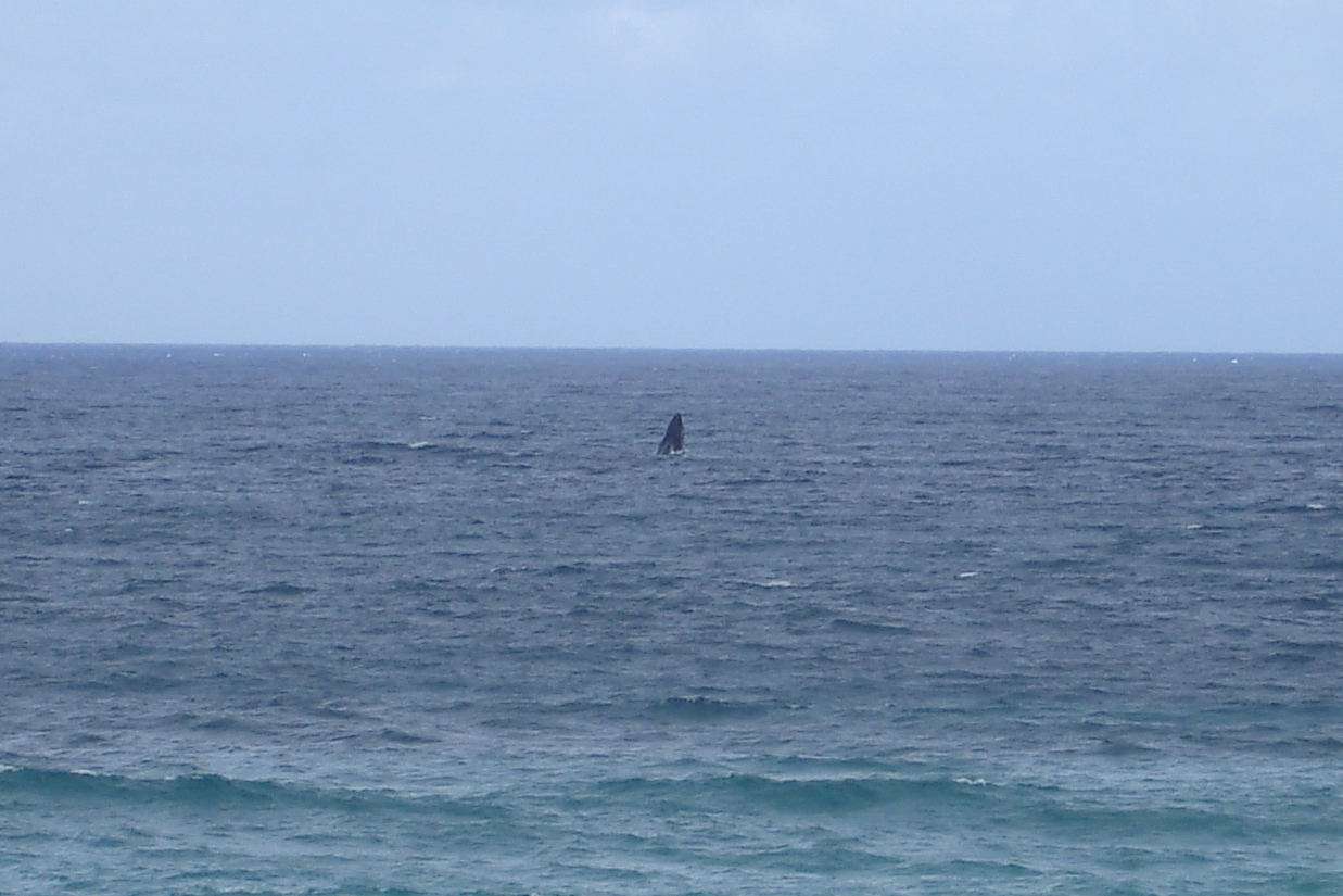 Whale Celebration